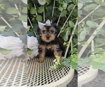 Image preview for Ad Listing. Nickname: Sadie