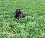 Small Photo #4 German Shepherd Dog Puppy For Sale in FALMOUTH, VA, USA