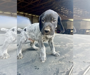 German Shorthaired Pointer Puppy for sale in WARSAW, NC, USA