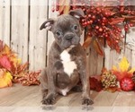 Small Photo #5 Faux Frenchbo Bulldog Puppy For Sale in MOUNT VERNON, OH, USA