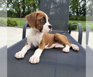 Boxer Puppy for sale in FRANKLIN, IN, USA