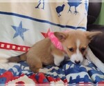 Small #5 Pembroke Welsh Corgi