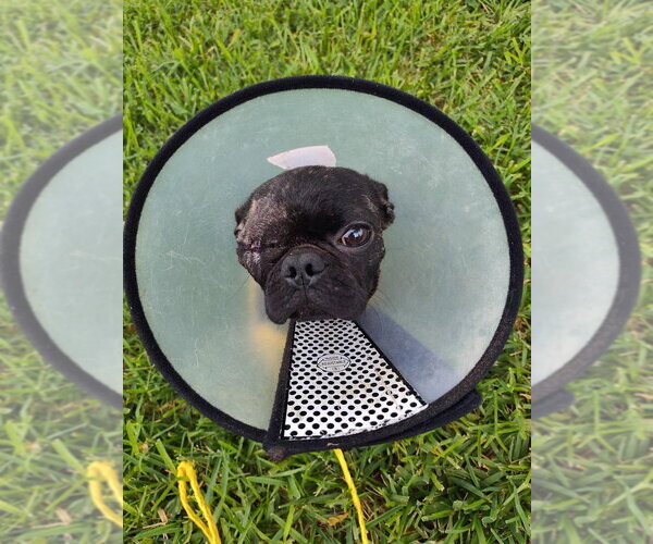 Medium Photo #1 Pug-Unknown Mix Puppy For Sale in New York, NY, USA