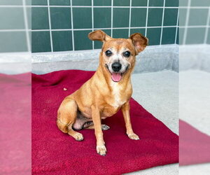 RUBY - Female Chipin Dog for Adoption - Photo #3