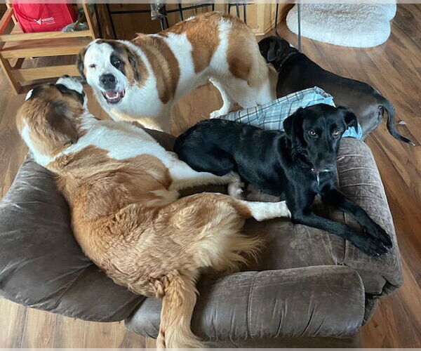 Medium Photo #3 Labrador Retriever-Unknown Mix Puppy For Sale in Duluth, MN, USA