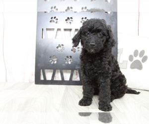 Goldendoodle (Miniature) Puppy for sale in MARIETTA, GA, USA