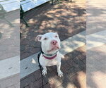 Small #1 Mutt