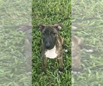 Litter of 4 - Male(s) and Female(s) Bull TerrierLitter of Puppies for Sale - Photo #3