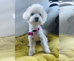 Small #7 Maltese