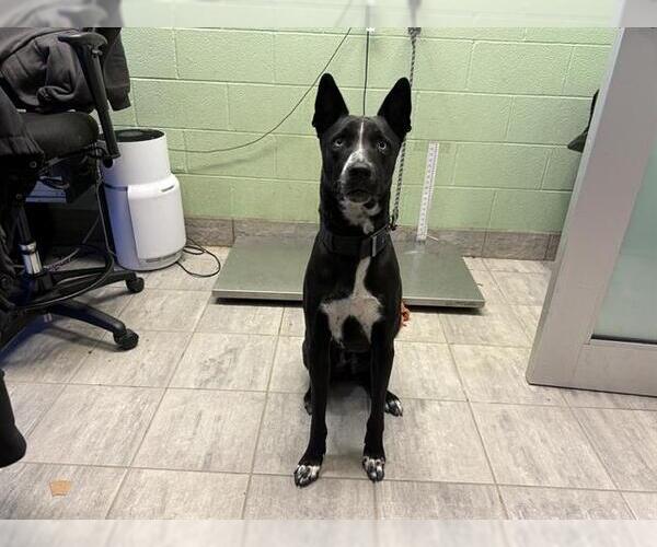 Medium Photo #1 Border Collie-Unknown Mix Puppy For Sale in Grand Prairie, TX, USA