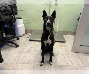 Border Collie-Unknown Mix Dogs for adoption in Grand Prairie, TX, USA