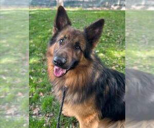German Shepherd Dog Dogs for adoption in Woodland, CA, USA