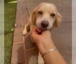Small #4 Golden Retriever Mix