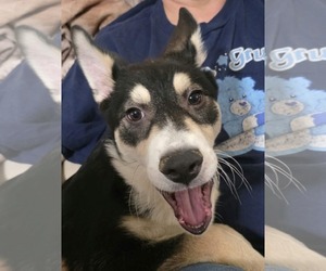 Bolt 2 - Male Siberian Husky-Unknown Mix Dog for Adoption