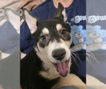 Bolt 2 - Male Siberian Husky-Unknown Mix Dog for Adoption - Small photo