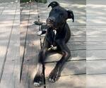 Small #8 Labrador Retriever Mix