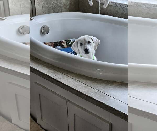 Medium Photo #5 Akbash-Great Pyrenees Mix Puppy For Sale in Houston, TX, USA