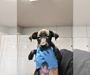 Labrador Retriever-Unknown Mix Dogs for adoption in Bolivar, MO, USA