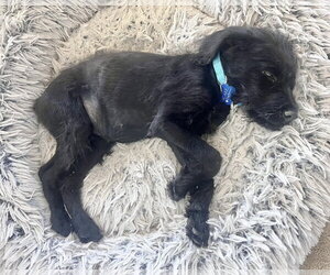 Ozzy - Male Mutt Dog for Adoption - Photo #7