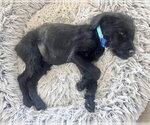 Small Photo #7 Mutt Puppy For Sale in Corona, CA, USA