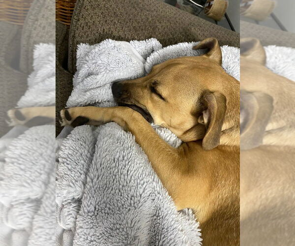Medium Photo #21 Labrador Retriever-Unknown Mix Puppy For Sale in New York, NY, USA