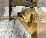 Small #20 Labrador Retriever Mix