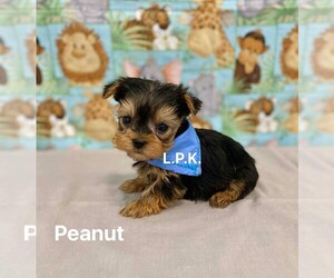 Yorkshire Terrier Puppy for sale in WINNSBORO, LA, USA