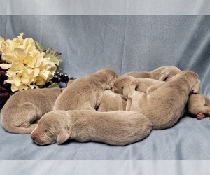 Weimaraner Puppy for sale in BREMEN, GA, USA