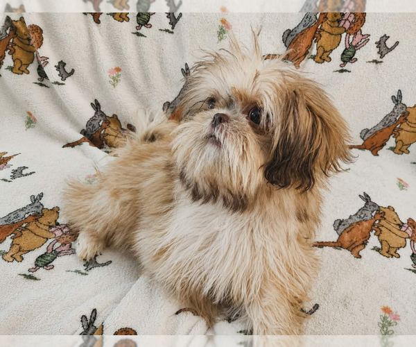 Medium Photo #3 Shih Tzu Puppy For Sale in WESLEY CHAPEL, FL, USA