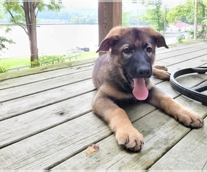 German Shepherd Dog Puppy for Sale in WAVERLY, Ohio USA