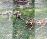 Small #1 Labrador Retriever Mix