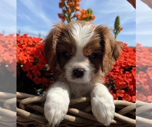 Cavalier King Charles Spaniel Puppy for sale in TEMPLETON, CA, USA
