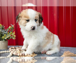 Small #2 Australian Shepherd