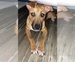 Small #2 Bull Terrier