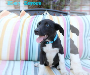 Eeyore 5AcreWood - Male Collie-Labrador Retriever Mix Dog for Adoption - Photo #6