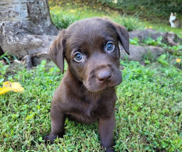 Medium Photo #1 Labrador Retriever Puppy For Sale in JASPER, GA, USA