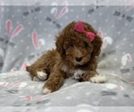 Small Photo #10 Poodle (Toy) Puppy For Sale in LAKELAND, FL, USA