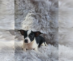 Chihuahua Puppy for sale in INDIANAPOLIS, IN, USA