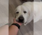 Small #4 Great Pyrenees