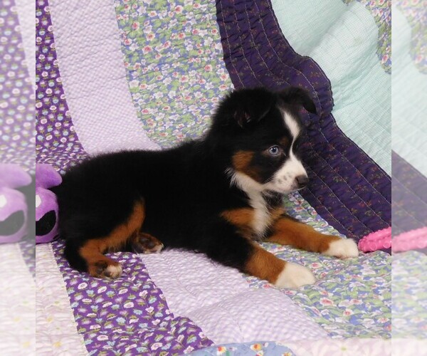 Medium Photo #11 Miniature Australian Shepherd Puppy For Sale in CINCINNATI, OH, USA