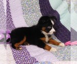 Small Photo #11 Miniature Australian Shepherd Puppy For Sale in CINCINNATI, OH, USA