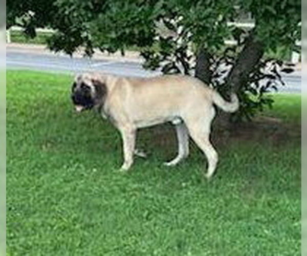Medium Photo #3 Mastiff Puppy For Sale in Edmond, OK, USA