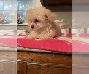 Maltese-Poodle (Toy) Mix Puppy for sale in BROWNSVILLE, KY, USA