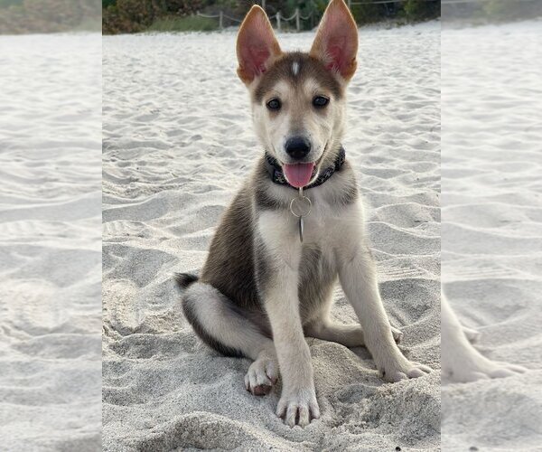 Medium Photo #4 Huskies -Unknown Mix Puppy For Sale in miami, FL, USA