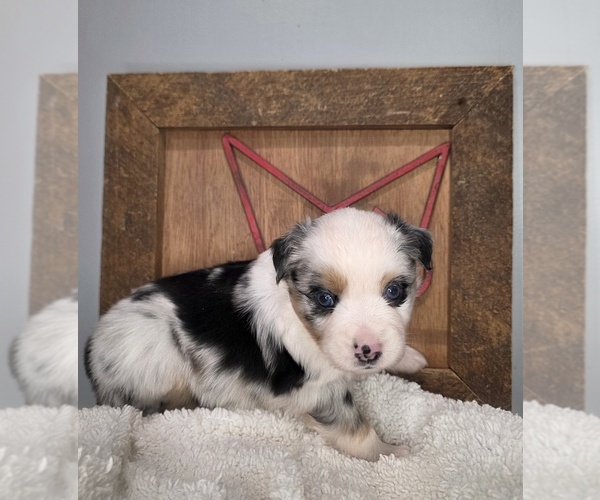 Medium Photo #4 Miniature Australian Shepherd Puppy For Sale in RUSSELLVILLE, AL, USA