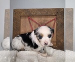 Small #3 Miniature Australian Shepherd