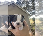 Small #3 Boston Terrier