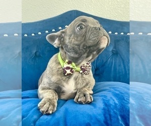French Bulldog Puppy for Sale in BEVERLY HILLS, California USA