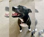 Small American Pit Bull Terrier-American Staffordshire Terrier Mix