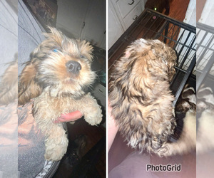 Cock-A-Tzu Puppy for sale in OGDENSBURG, NY, USA